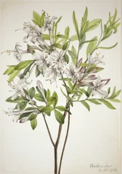 Swamp Azalea (Azalea viscosa)