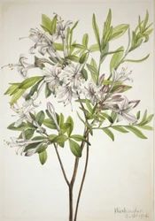 Swamp Azalea Azalea viscosa