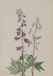 Tall Larkspur Delphinium elongatum