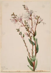 Tarflower