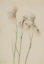 Tassel Cottongrass