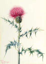Thistle