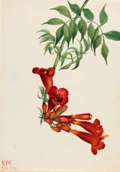 Trumpet Creeper