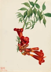 Trumpet Creeper Bignonia radicans, 1926