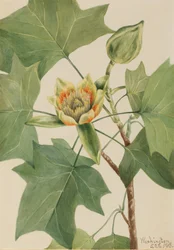 Tuliptree Liriodendron Tulipifera