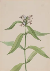 Turtlehead (Chelone glabra)