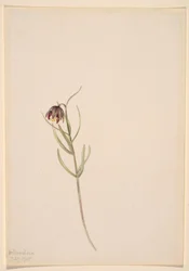 Untitled--Flower Study