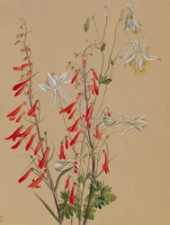 Untitled--Flower Study