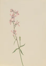 Untitled (Flower Study)