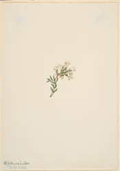 Untitled--Flower Study