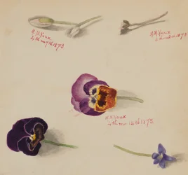 Untitled--Flower Study, 1873