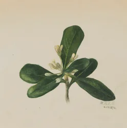Untitled--Flower Study