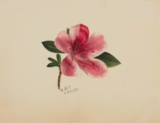 Untitled--Flower Study, 1876