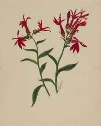 Untitled--Flower Study