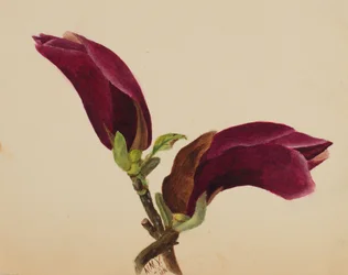 Untitled--Flower Study