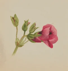 Untitled--Flower Study, ca. 1876
