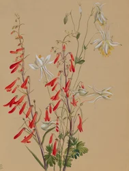 Untitled--Flower Study