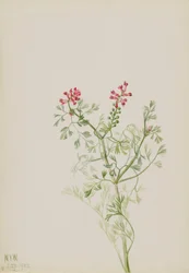 Untitled--Plant Study