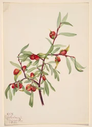 Untitled (Plant Study)