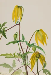 Untitled - Plant Study