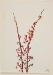 Plant Study