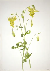 Untitled--Plant Study