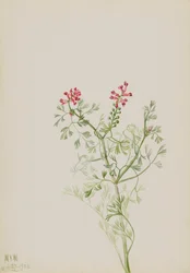 Untitled--Plant Study