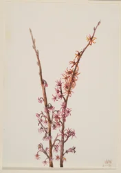 Untitled--Plant Study