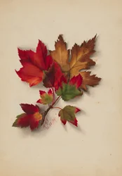 Untitled (Autumn Leaves)