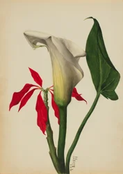 Untitled (Calla Lily)