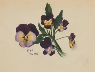 Untitled (Pansies)