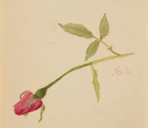 Untitled (Rose)