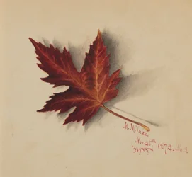 Untitled Autumn Leaf