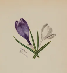 Untitled Crocuses