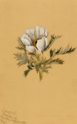 Untitled Flower Study, 1883