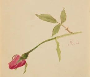 Untitled Rose