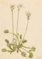 Venus Flytrap Dionaea muscipula