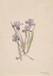 Vernal Iris Iris Verna
