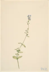 Thyme-leaved Speedwell