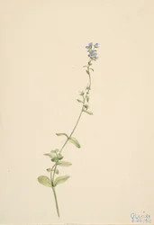 Veronica serpyllifolia