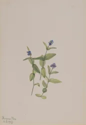 Veronica Wormskjoldii