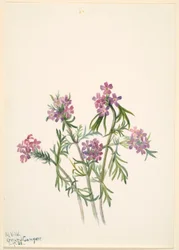 Vervain