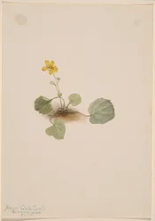 Viola orbiculata