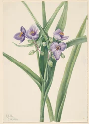 Virginia Spiderwort Tradescantia virginiana, 1920