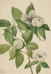 Virginia Stewartia Stewartia malachodendron