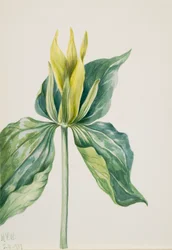 Wake-Robin, 1937