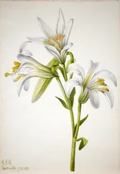 Washington Lily
