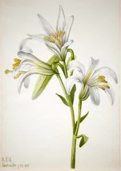 Washington Lily Lilium washingtonianum