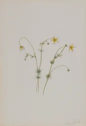 Water Crowfoot