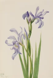 Western Blue Flag Iris Missouriensis, 1933